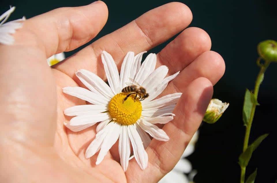 ape sul fiore