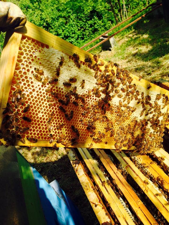 il lavoro delle api diventa miele
