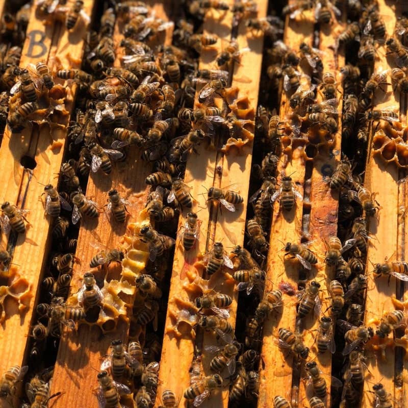 le api lavorano dentro le arnie