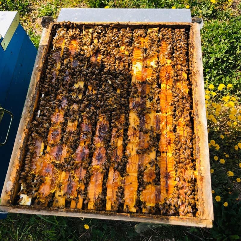 api che lavorano dentro le arnie